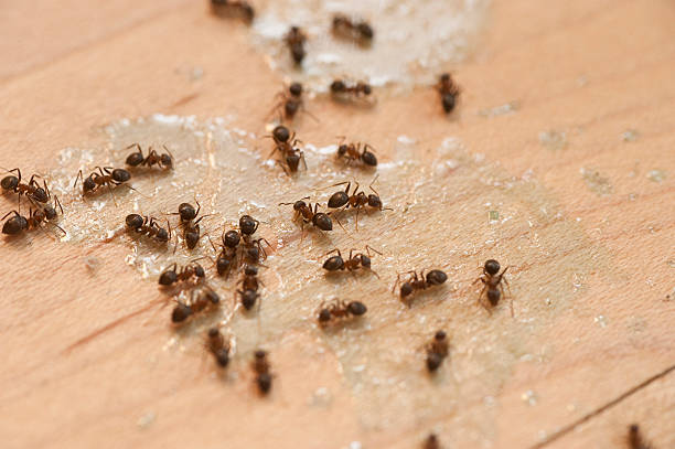Best Flea Control Services  in Bloomfield Hills, MI