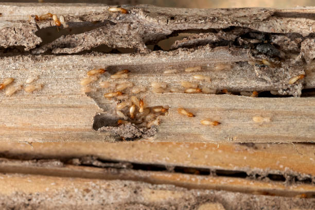 Best Bed Bug Extermination  in Bloomfield Hills, MI